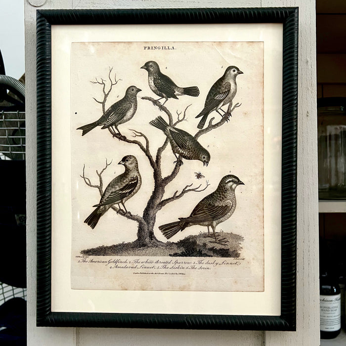 1807 Copper Plate Engraving "Fringilla"
