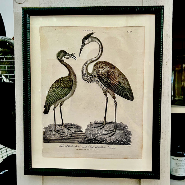 1807 Copper Plate Engraving "Ardea"