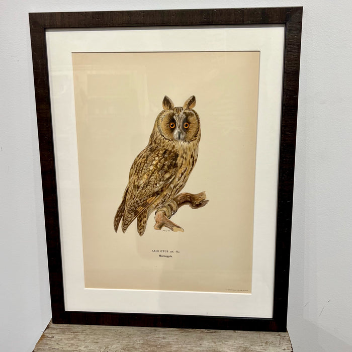 Vintage Owl Collotype Hornuggia