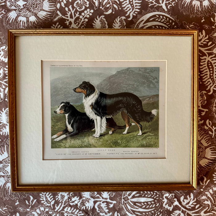 Vintage Print Sheep Dogs