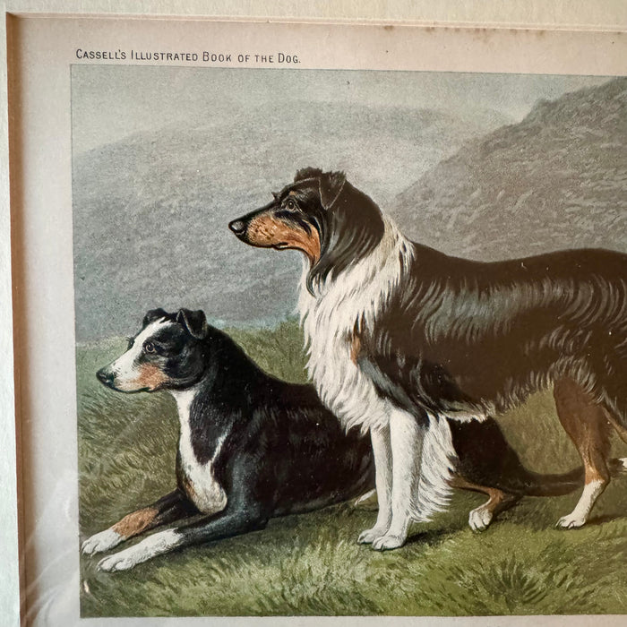 Vintage Print Sheep Dogs