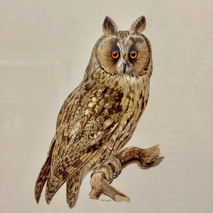 Vintage Owl Collotype Hornuggia