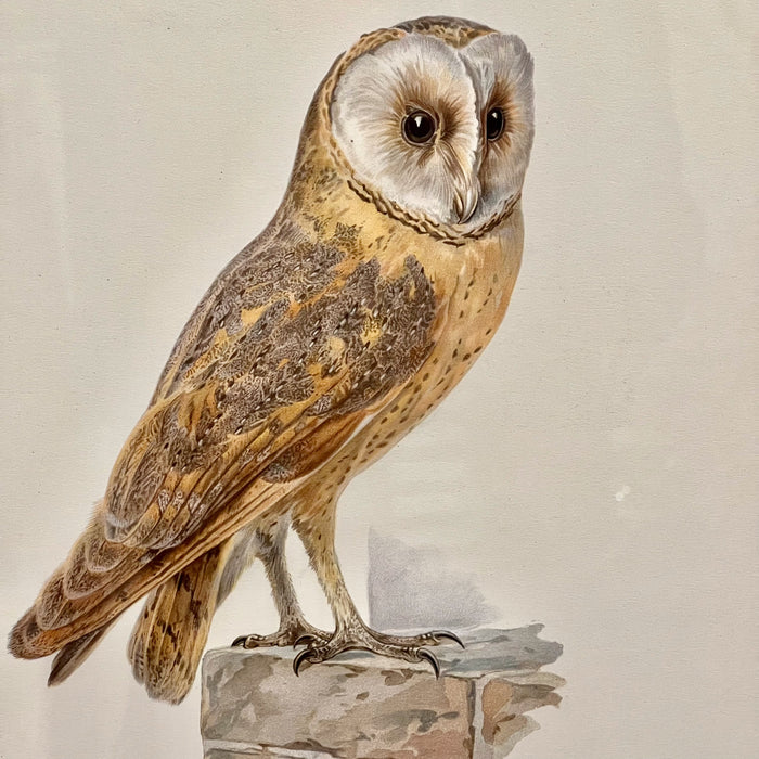 Vintage Owl Collotype Tornuggla
