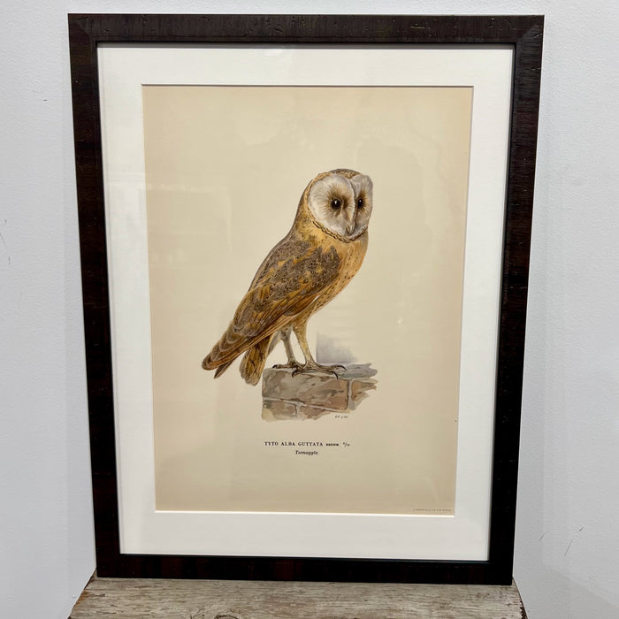 Vintage Owl Collotype Tornuggla