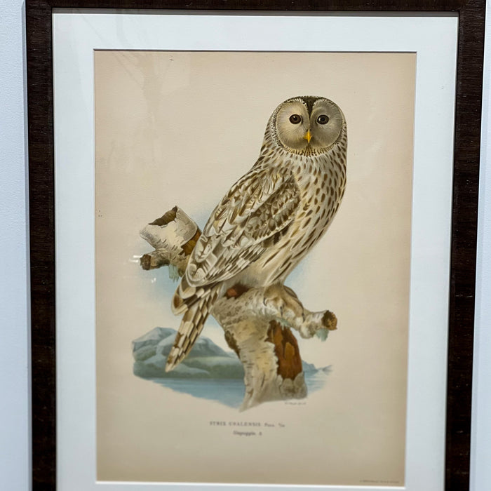Vintage Owl Collotype Slaguggla