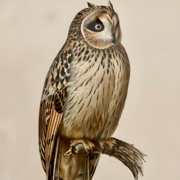 Vintage Owl Collotype Jorduggia