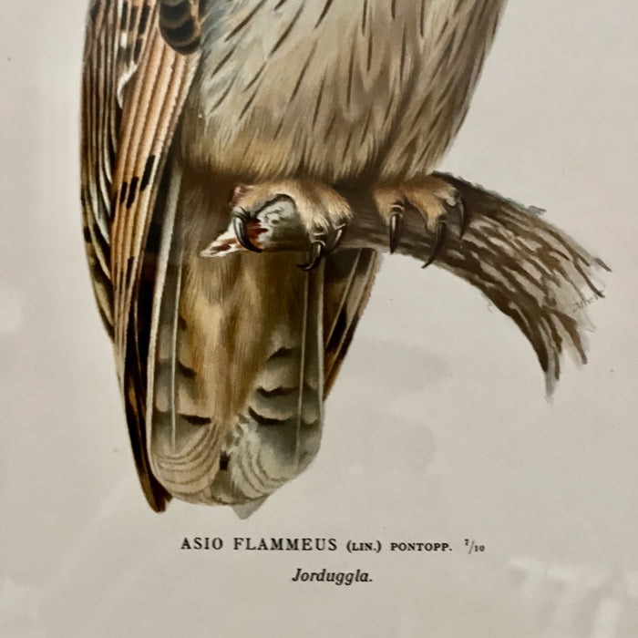 Vintage Owl Collotype Jorduggia