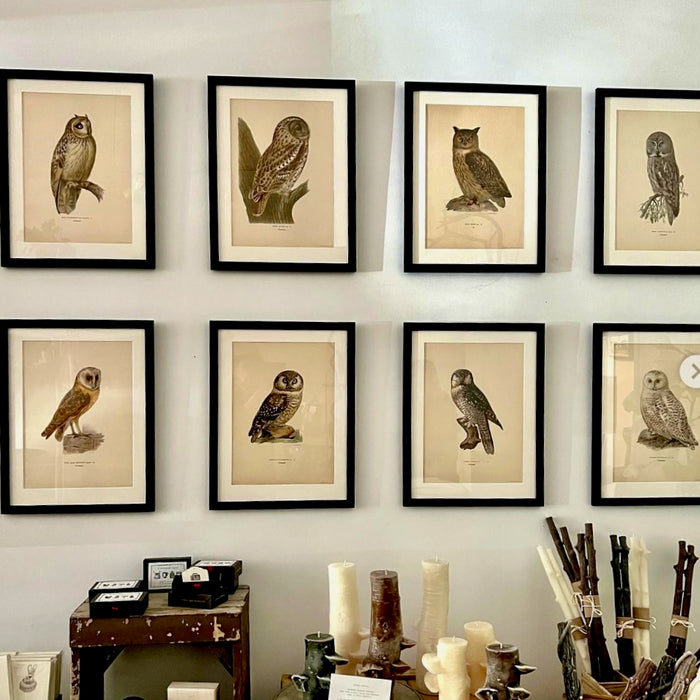 Vintage Owl Collotype Fjalluggla