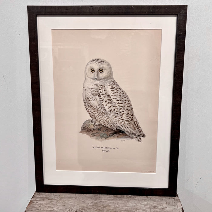Vintage Owl Collotype Fjalluggla